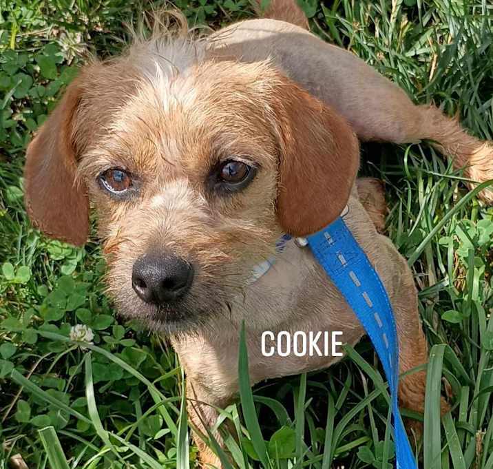 Photo of Cookie