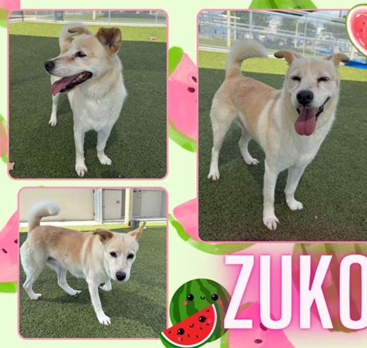 Photo of ZUKO