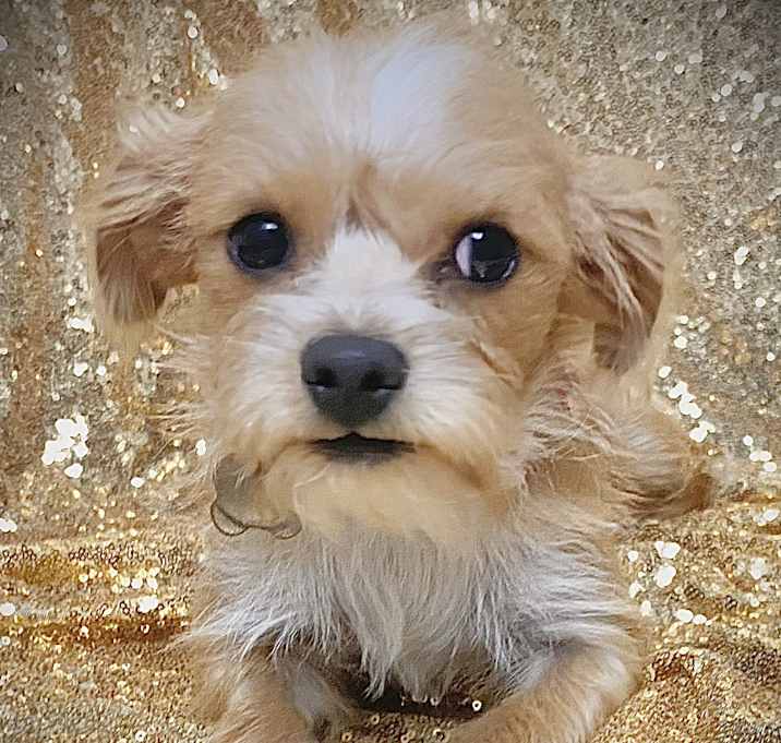 Photo of Female puppy 1
