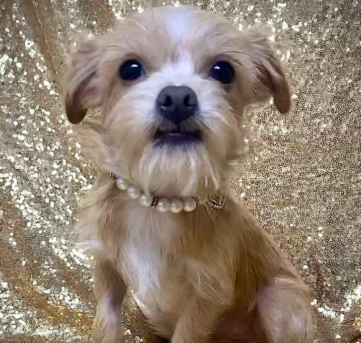 Photo of Female puppy 2