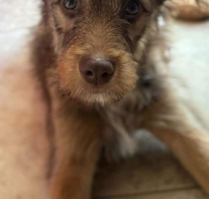 Photo of Nova