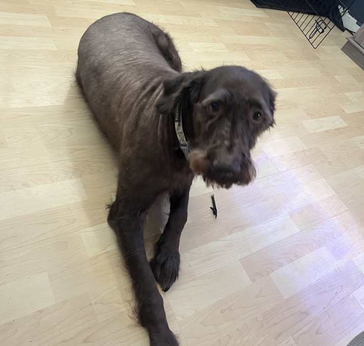 Photo of Brownie