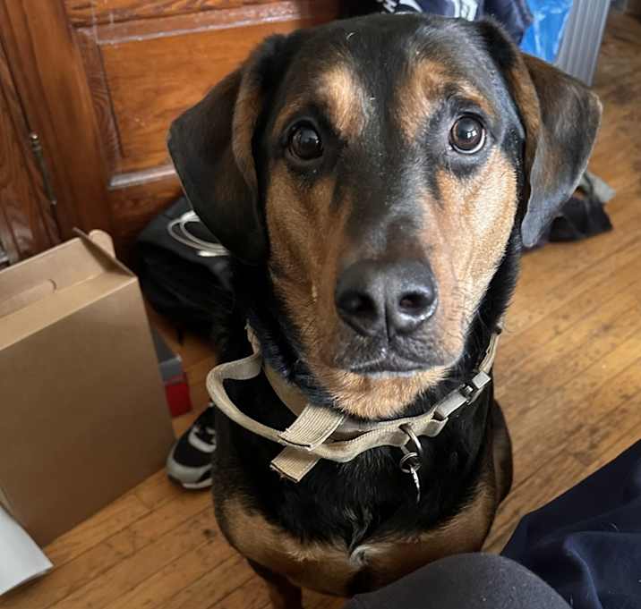 Photo of Bear