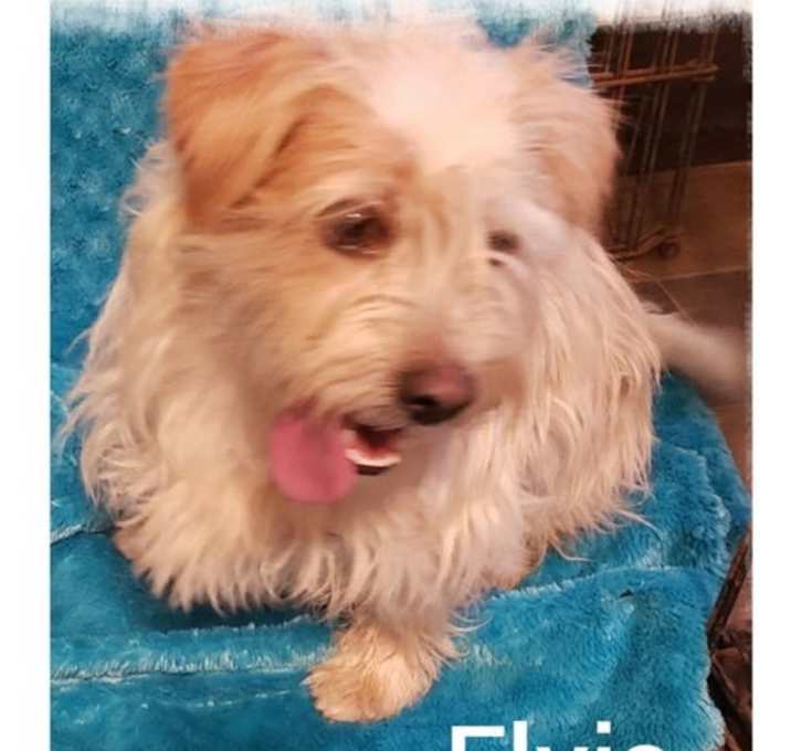 Photo of Elvis