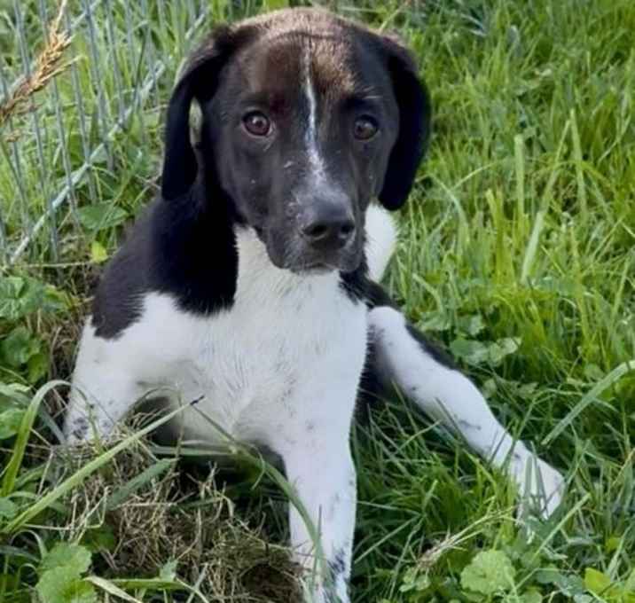 Photo of Cujo