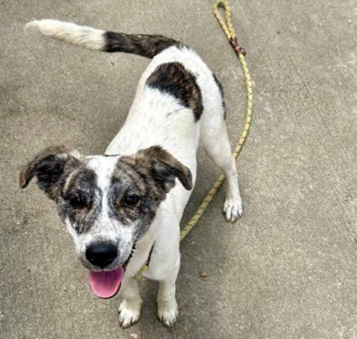 Photo of Brindle Betty