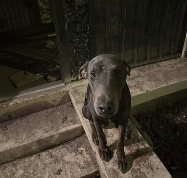 Photo of SMOKEY