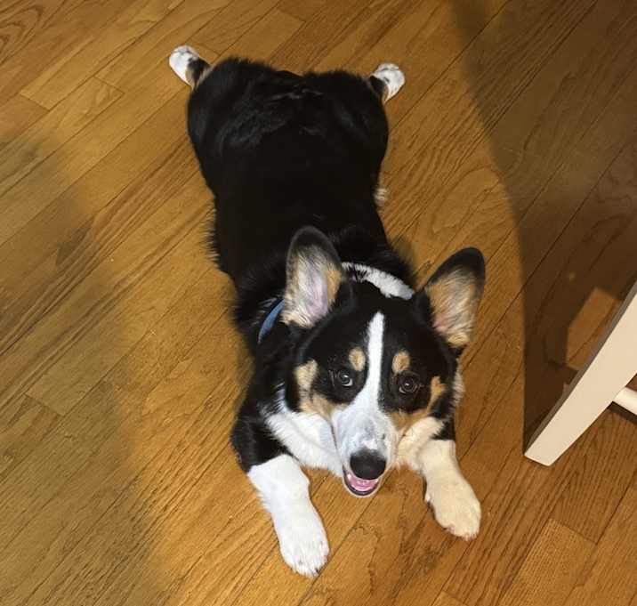 Photo of Snickers