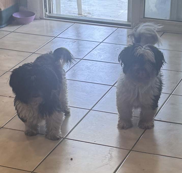 Photo of Oreo & Jo Jo