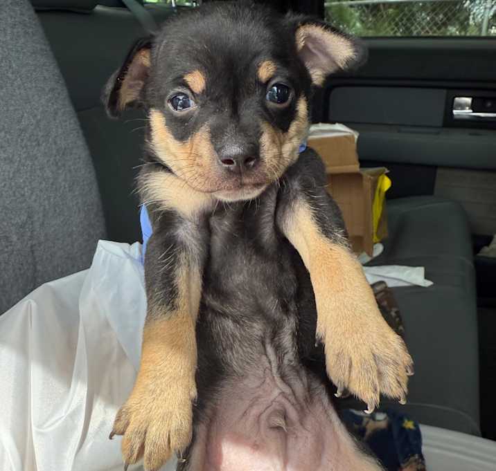 Photo of Rico