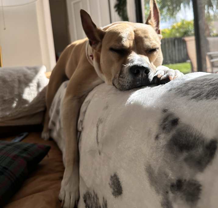 Photo of Nala
