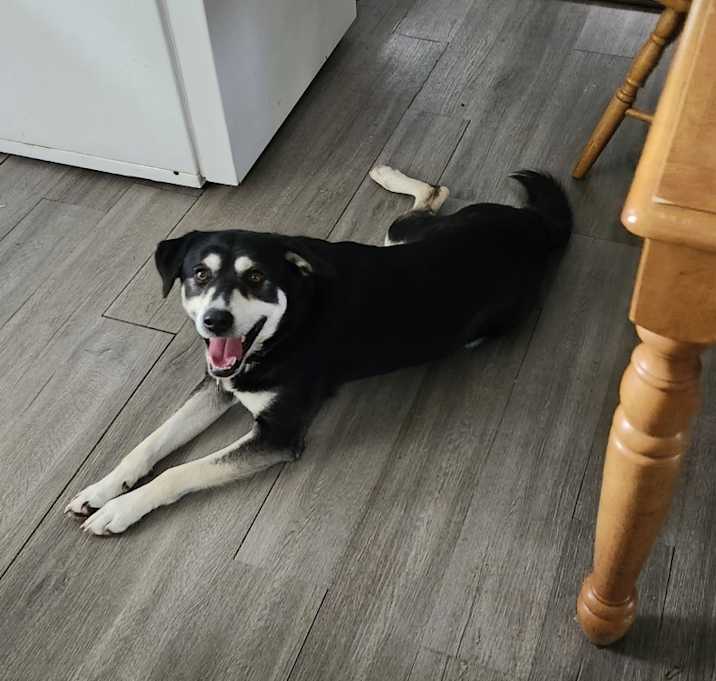Photo of Bolt