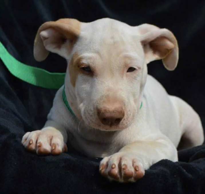 Photo of EMILIO/URGENT