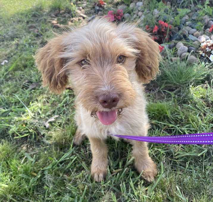 Photo of Goldilocks Lola