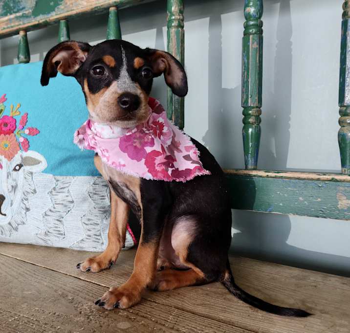 Photo of Mable
