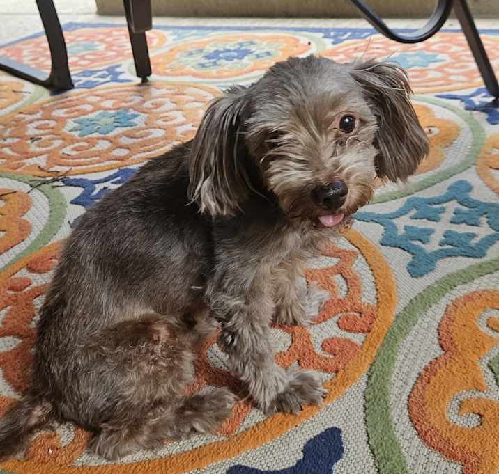 Photo of Porter
