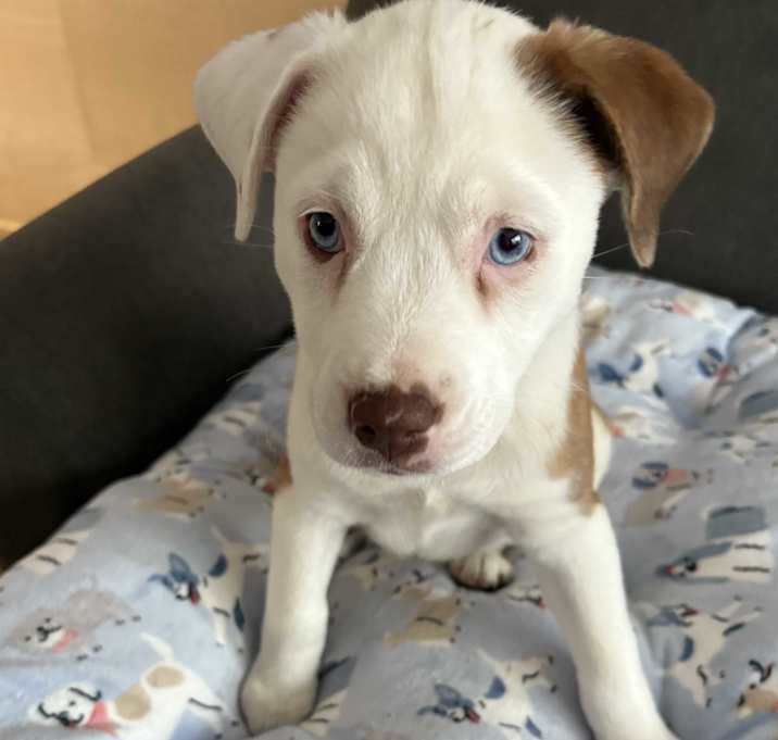 Photo of Pearl