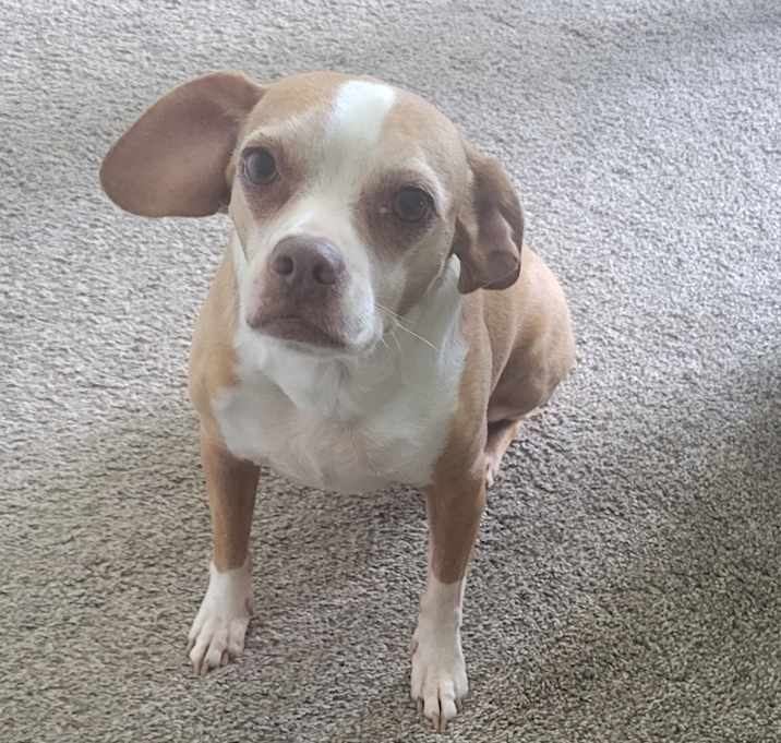Photo of Sweetpea