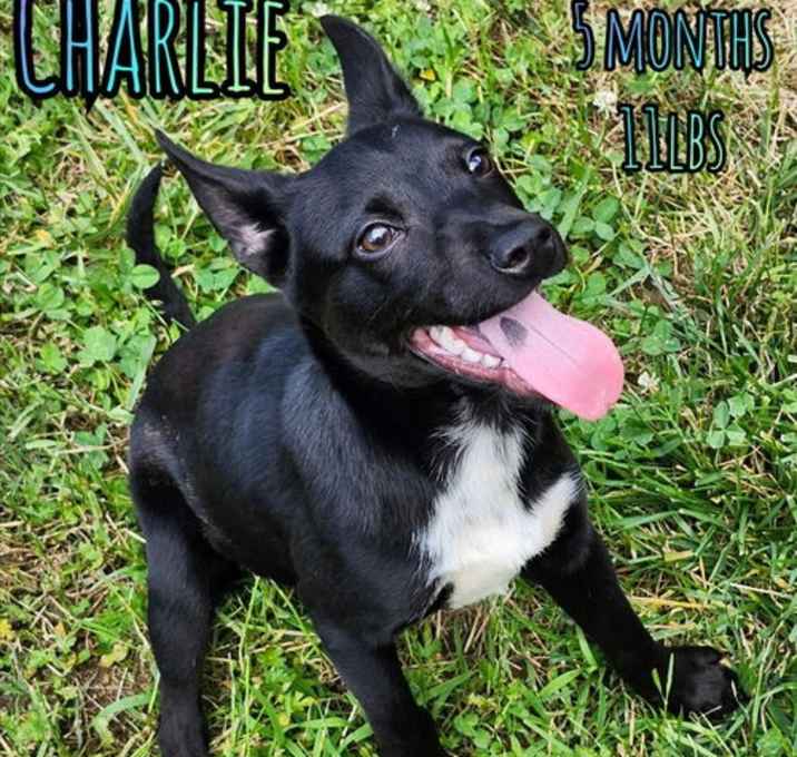 Photo of CHARLIE