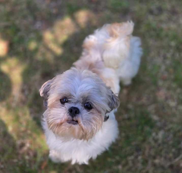 Photo of Ivy 