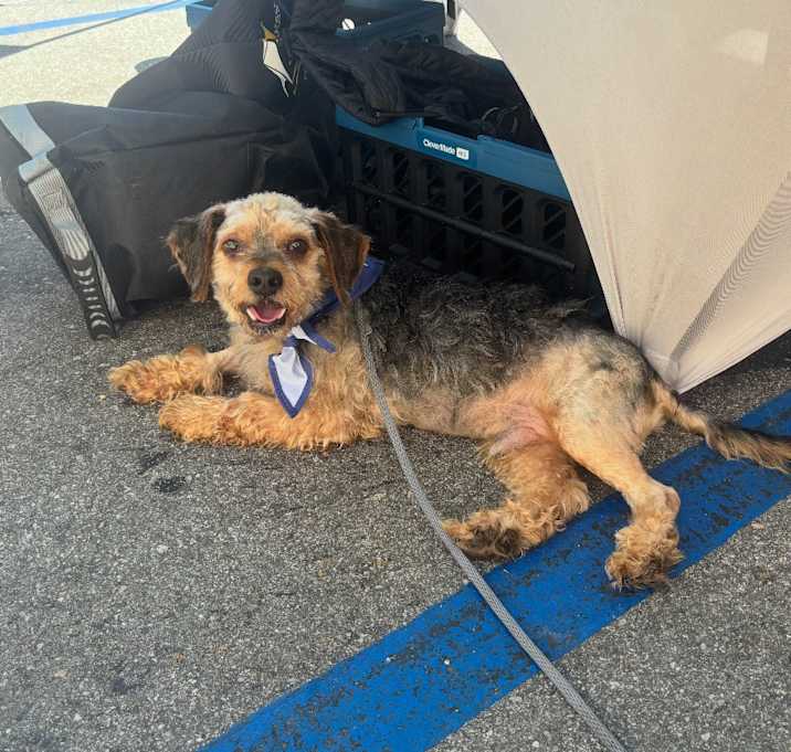 Photo of Brownie