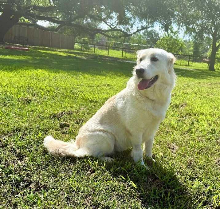 Photo of Alaina Annabelle the soft fluffy loving queen