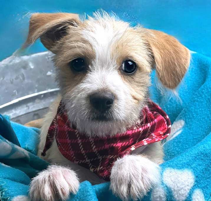Photo of Tootsie