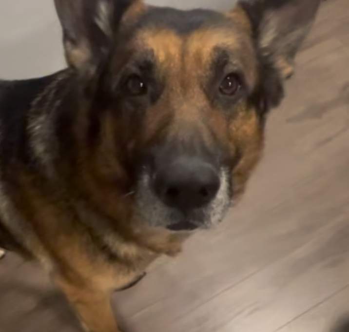Photo of Romeo