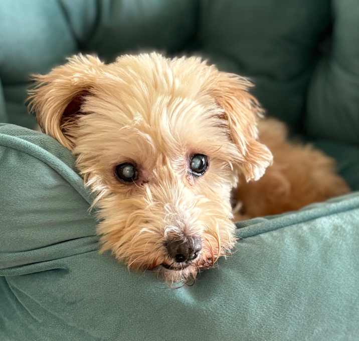 Photo of Archie