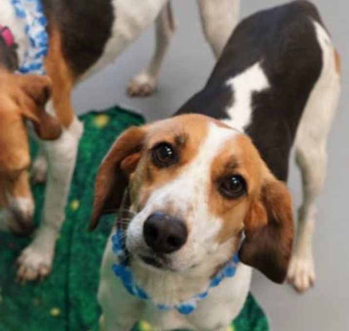 Photo of Rosie Roo SPONSORED (Bonded w/