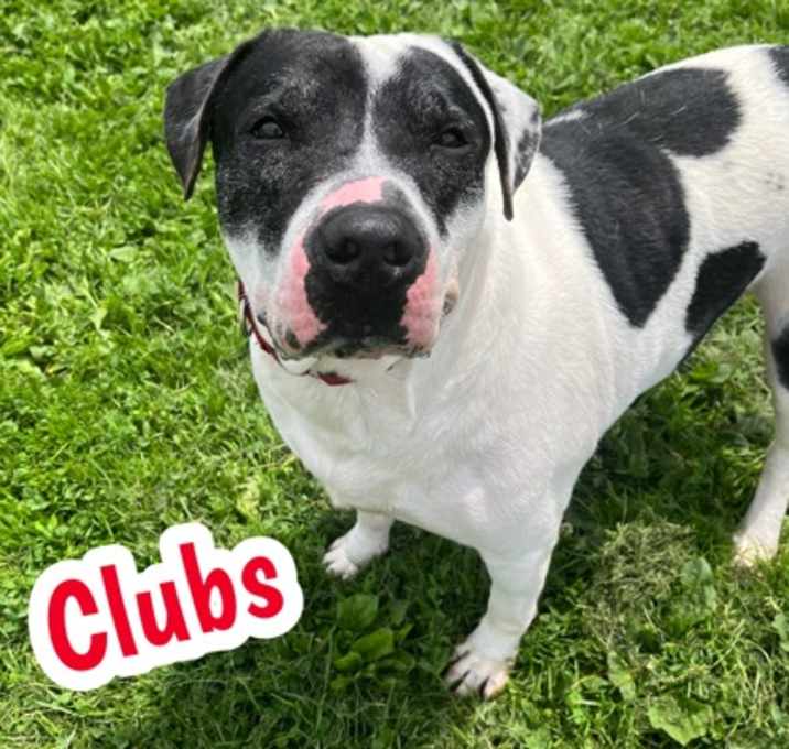 Photo of Clubs