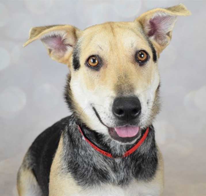Photo of SADIE
