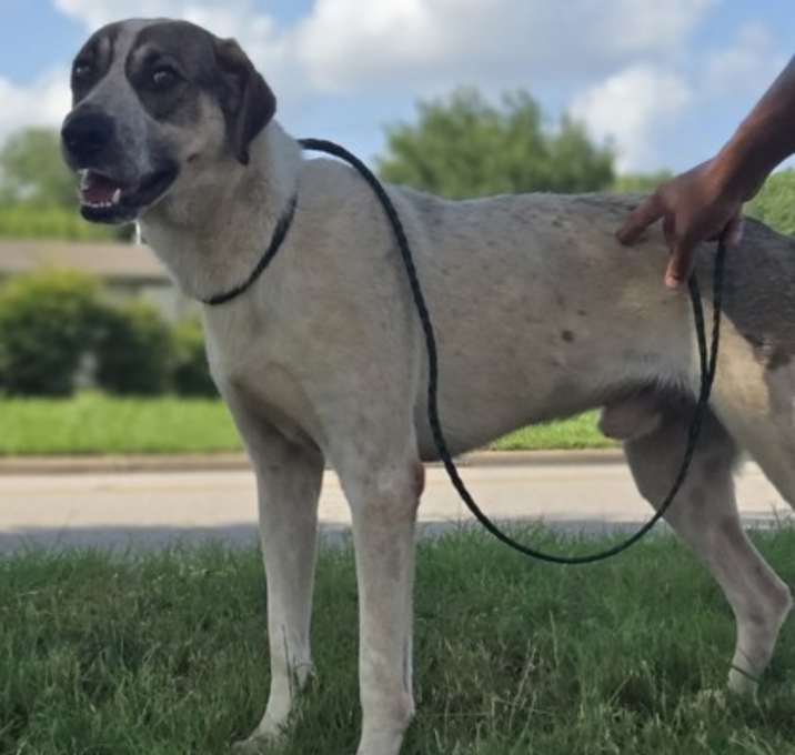 Photo of Boomer