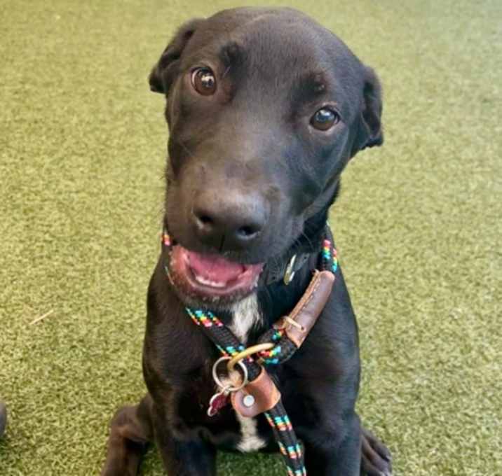 Photo of Luna