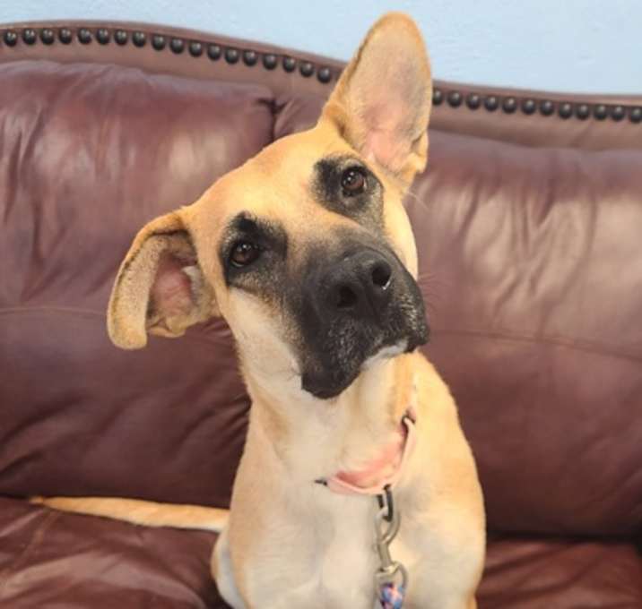 Photo of Reva - Available in Foster