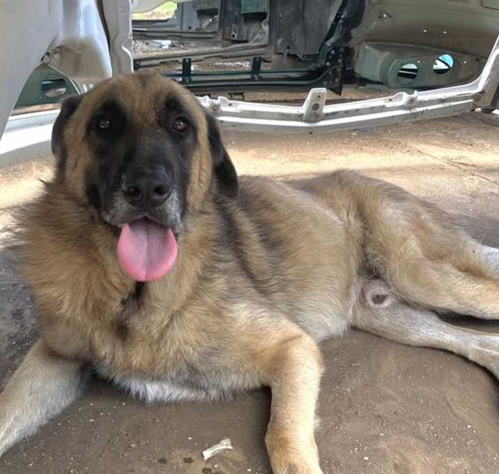 Photo of SIMBA