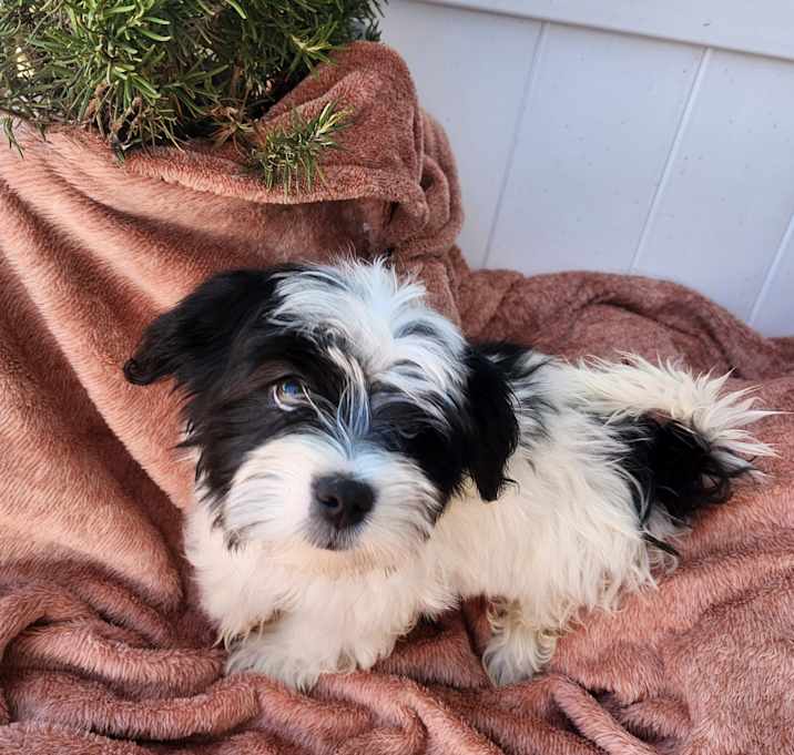 Photo of Blk boy maltipoo