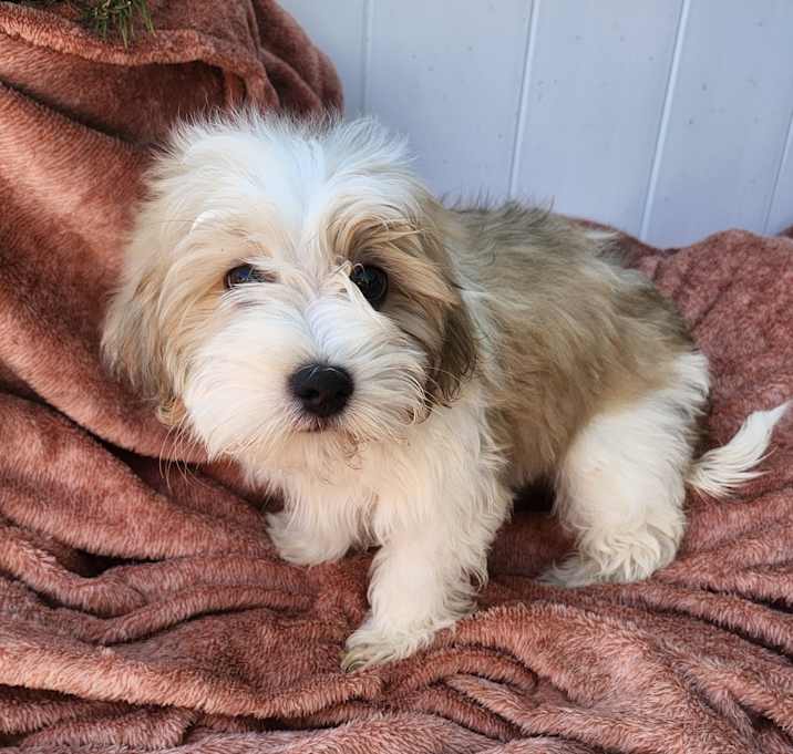 Photo of Tan pup maltipoo