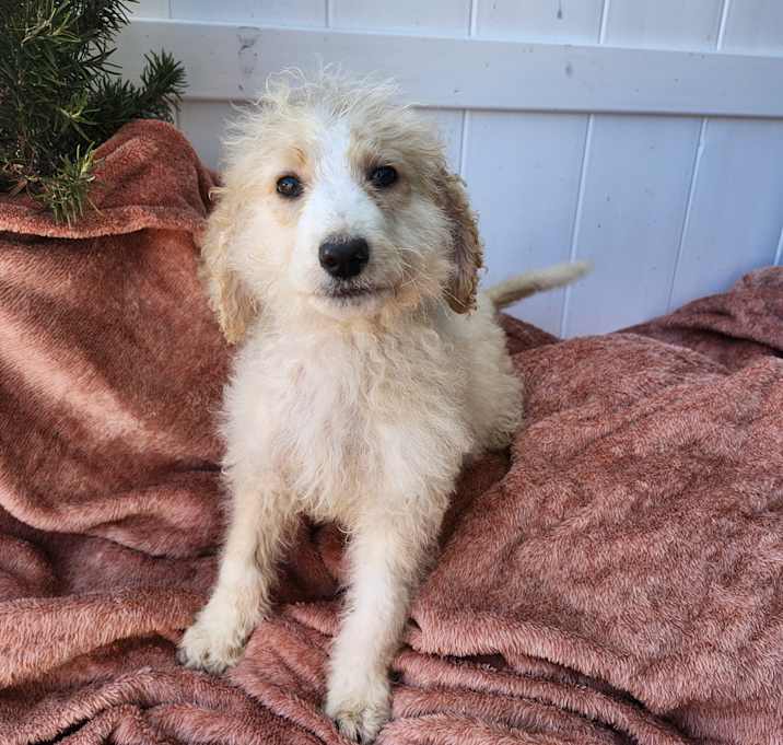Photo of Golden doodle boy