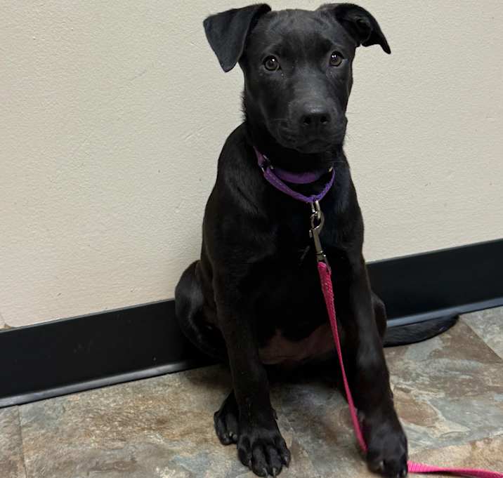 Photo of Raven