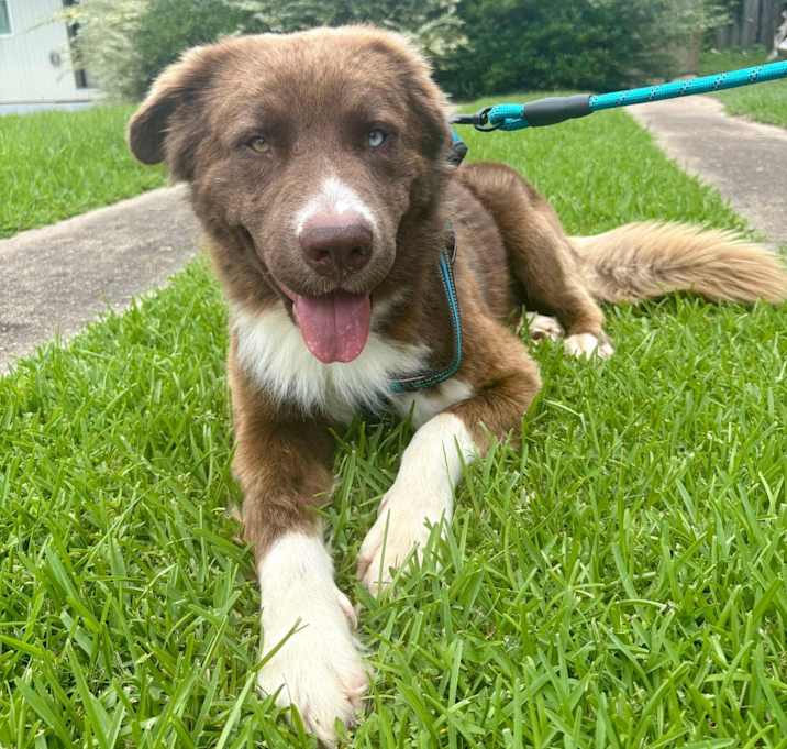 Photo of Dash
