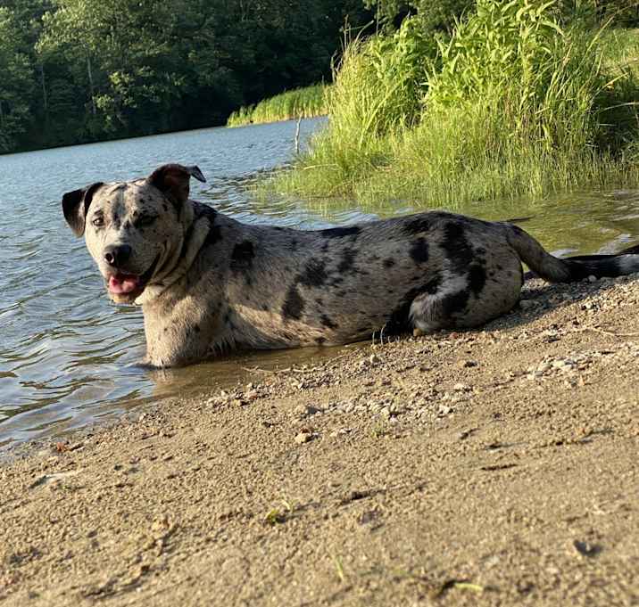 Photo of Guss