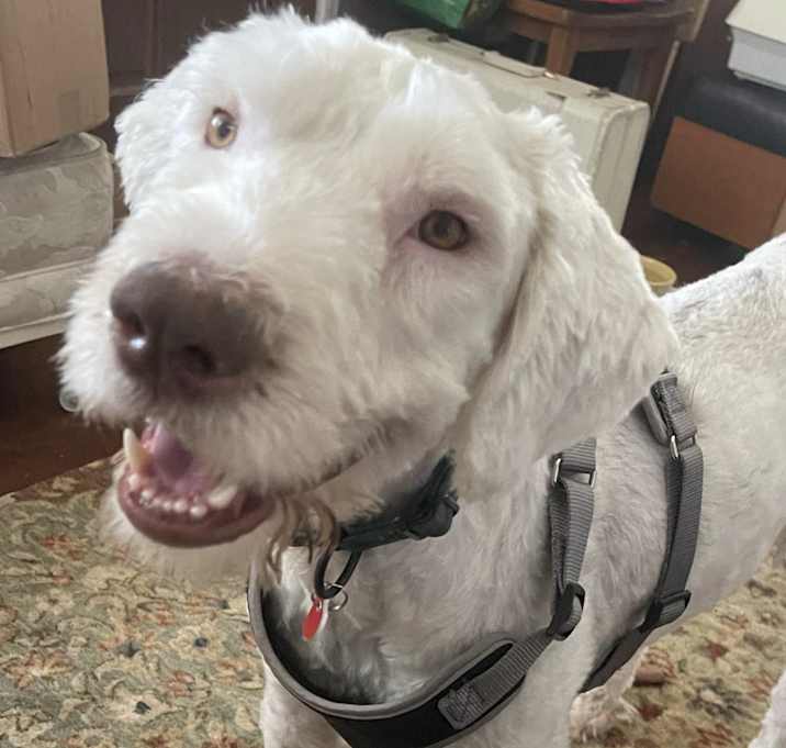 Photo of Chester