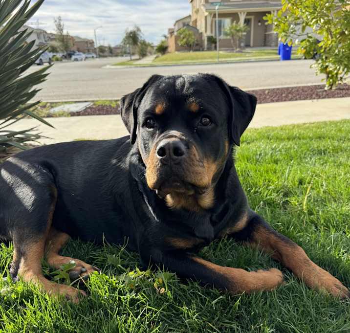 Photo of Rajah