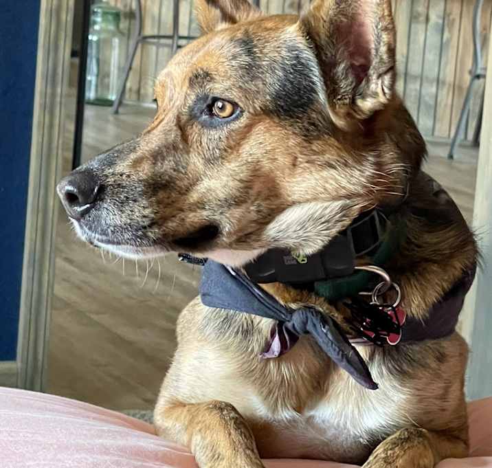 Photo of Clyde