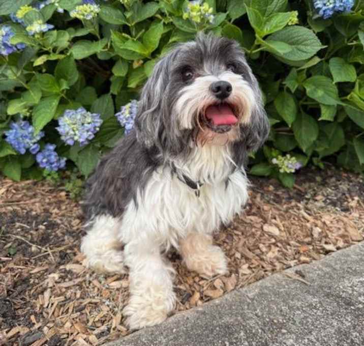 Photo of Gummy Bear - Great Boy!