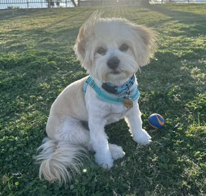 Photo of Kobe
