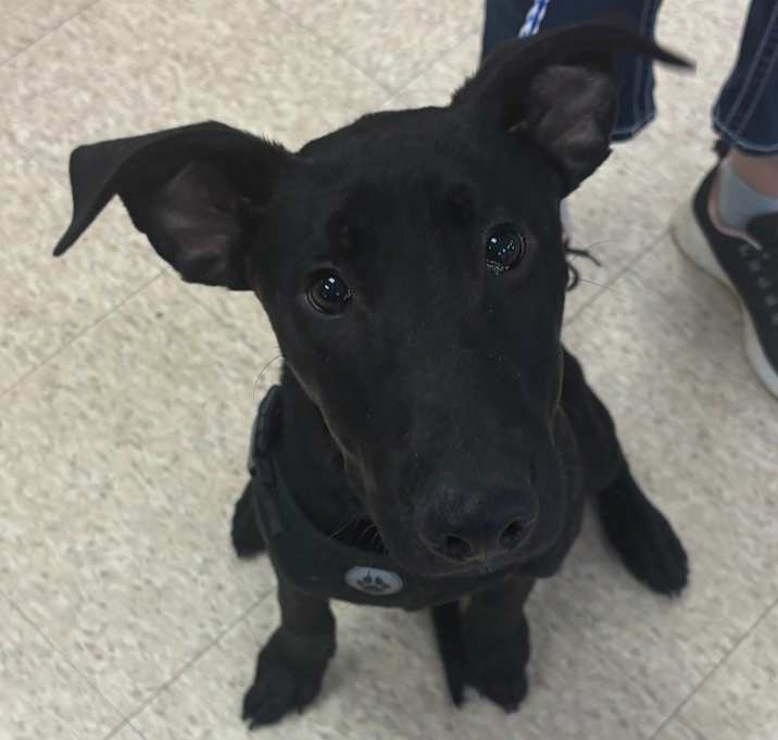 Photo of Dozer