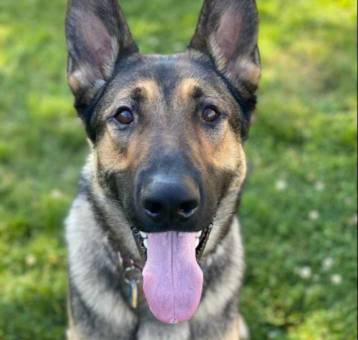 Photo of Ryker