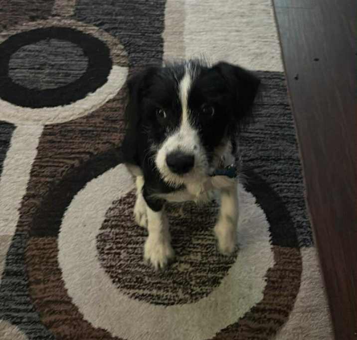Photo of Blue